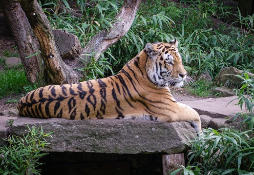 sibirischer Tiger