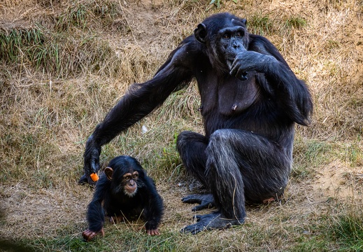 Schimpansenmama mit Kind