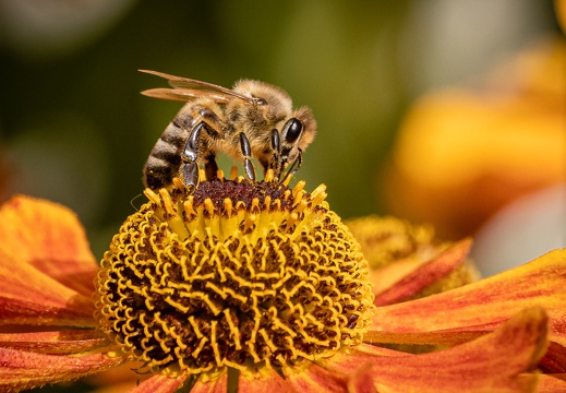 Biene auf einer gewöhnlichen Sonnenbraut