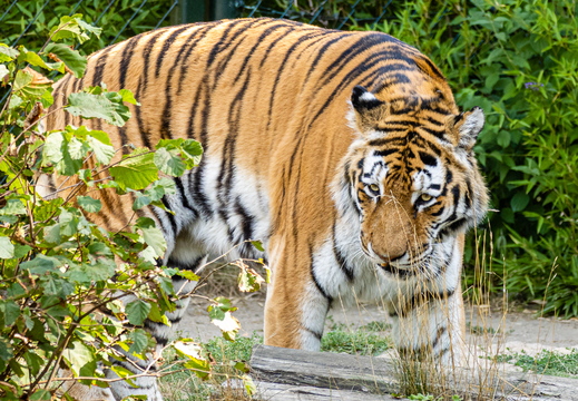 Amurtiger