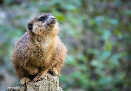 Erdmännchen