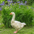 20090521-141045-5596.jpg