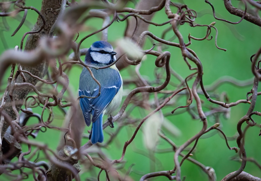Blaumeise