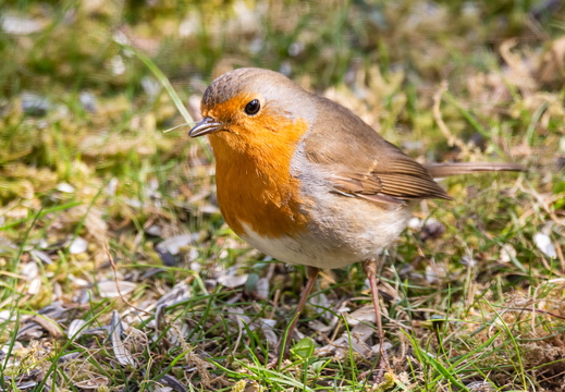 Rotkehlchen