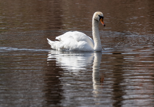 Schwan