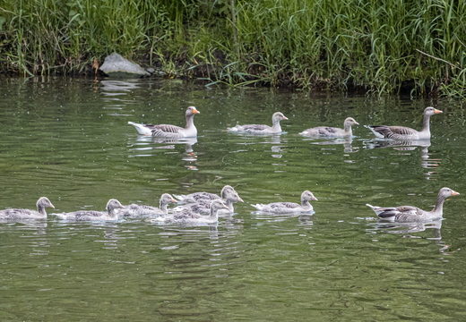 Graugans-Familie