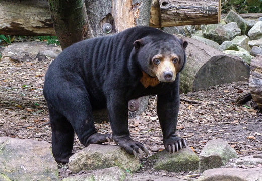 Malaienbär