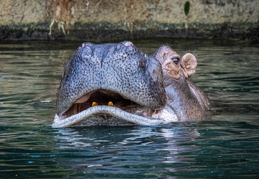 Flusspferd