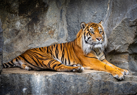 Sumatra-Tiger