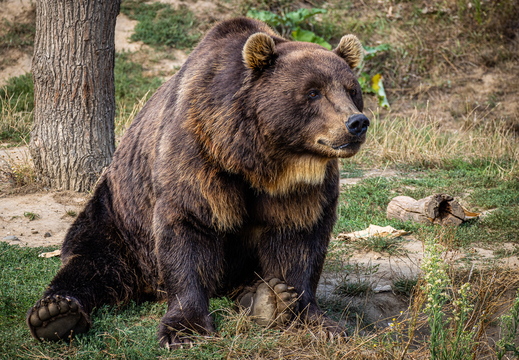 Kamtschatka Braunbär