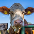 Moo!