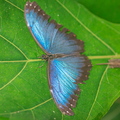 Blauer Morphofalter