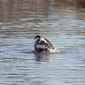 Nilgans beim Planschen