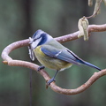 Blaumeise