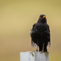Amsel