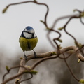 Blaumeise
