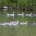Graugans-Familie
