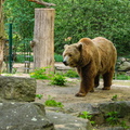 Grizzly-Bär