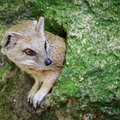 Erdmännchen