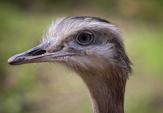 Nandu