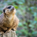 Erdmännchen